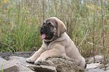 MASTIFF 040